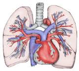 lung parenchyma